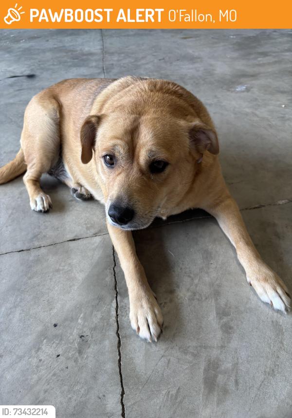 Found/Stray Female Dog last seen Narrowleaf lane and Woodgrove park dr, O'Fallon, MO 63366