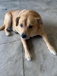 Found/Stray Female Dog last seen Narrowleaf lane and Woodgrove park dr, O'Fallon, MO 63366