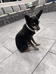 Found/Stray Male Dog last seen Chicago and Le Conde, Riverside, CA 92507