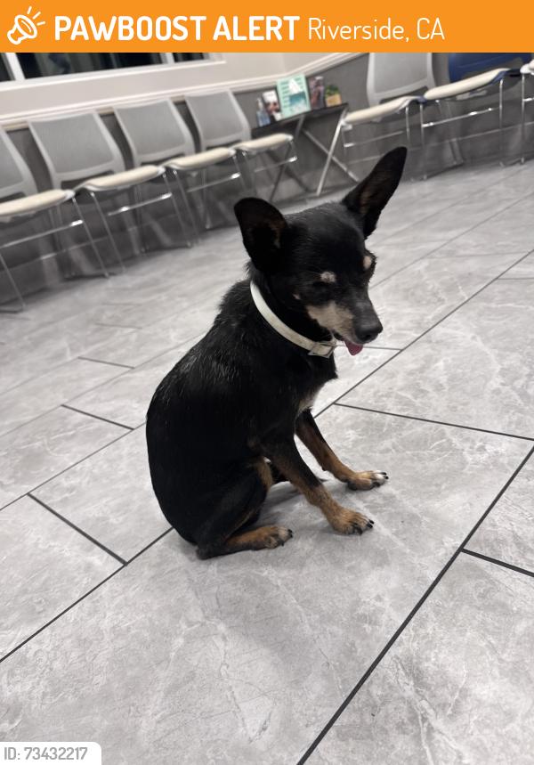 Found/Stray Male Dog last seen Chicago and Le Conde, Riverside, CA 92507