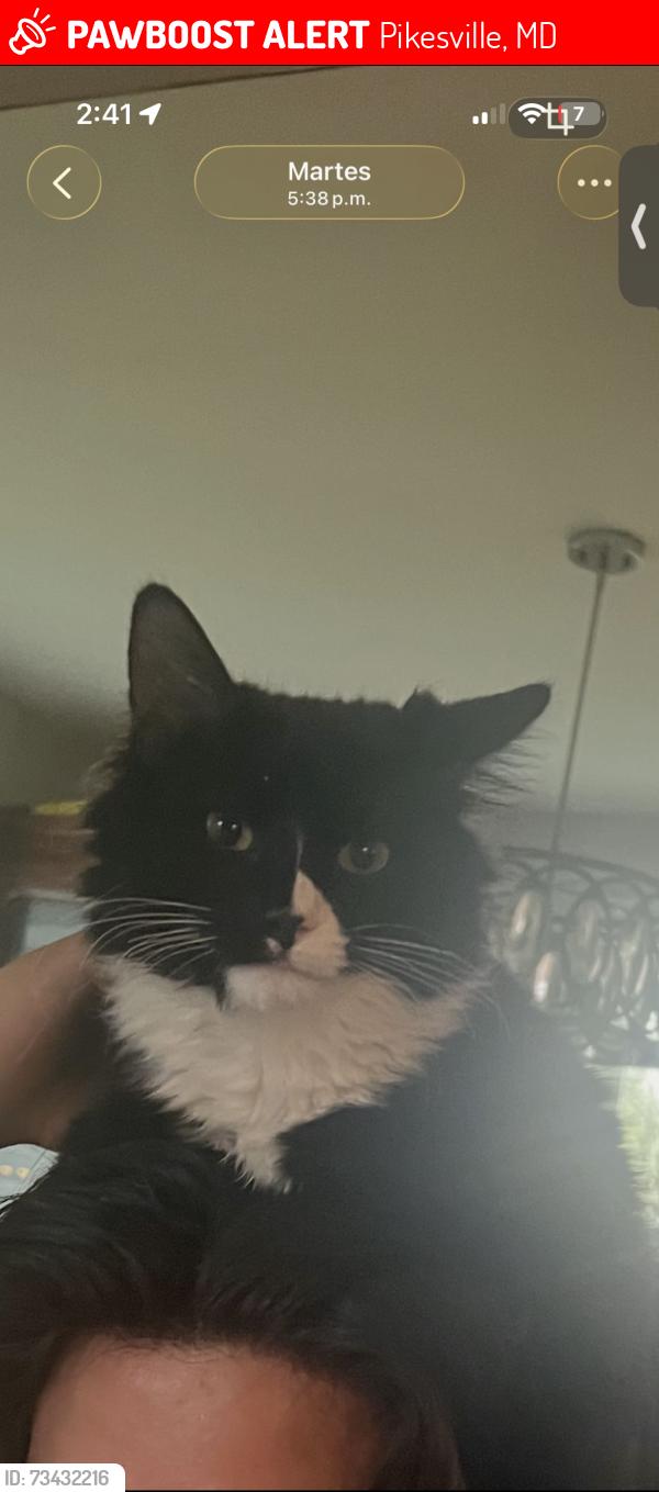 Lost Male Cat last seen Near slade ave pikesville md, Pikesville, MD 21208