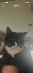 Lost Male Cat last seen Near slade ave pikesville md, Pikesville, MD 21208
