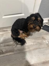 Lost Male Dog last seen Near Bethune McLeod elementary school, Riviera Beach, FL 33404