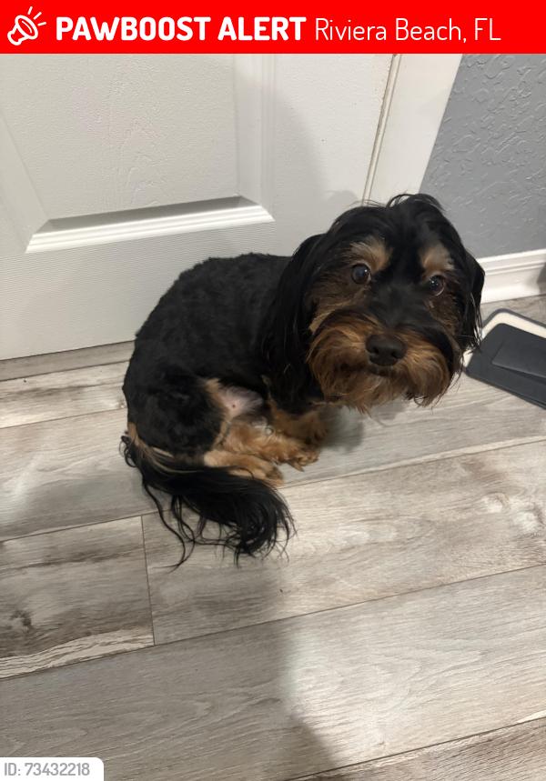 Lost Male Dog last seen Near Bethune McLeod elementary school, Riviera Beach, FL 33404