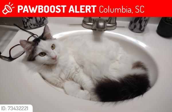 Lost Female Cat last seen Food Lion, Columbia, SC 29209