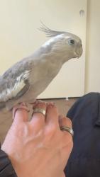 Lost Female Bird last seen Broadway Ave, Whittier, CA 90601