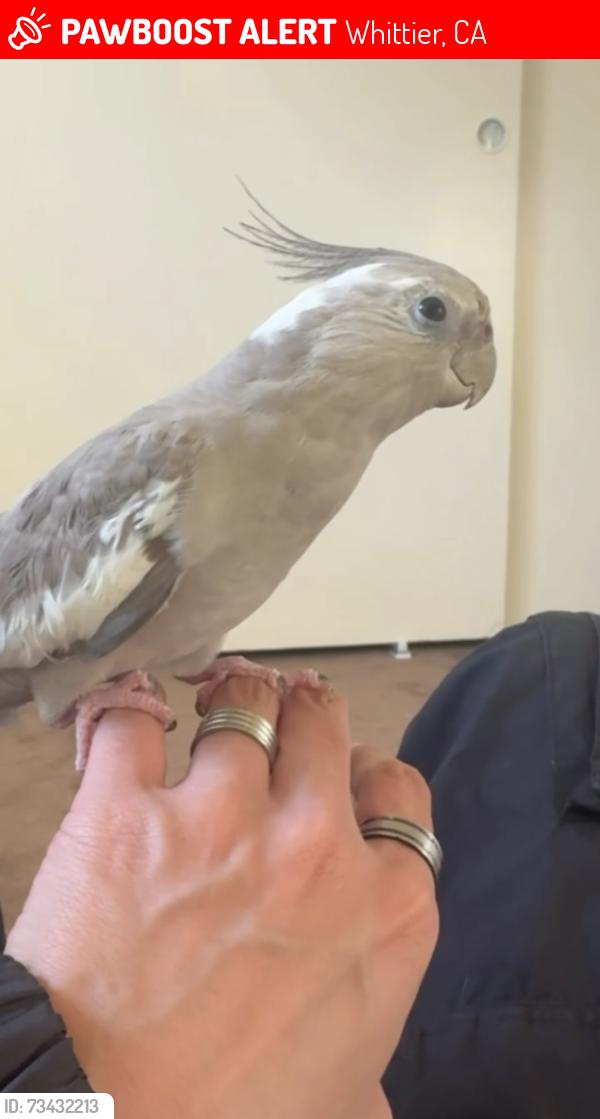Lost Female Bird last seen Broadway Ave, Whittier, CA 90601