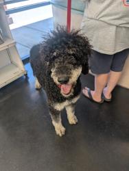 Reunited Male Dog last seen Villa Rosa Way, Elk Grove, CA 95758, USA, Elk Grove, CA 95758