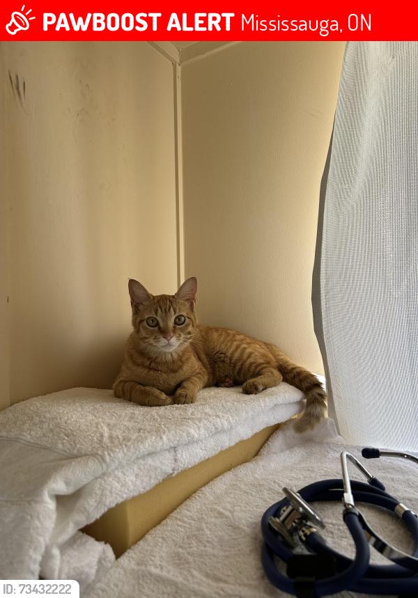 Lost Female Cat last seen Pearson airport parking lott, Mississauga, ON 