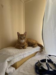 Lost Female Cat last seen Pearson airport parking lott, Mississauga, ON 