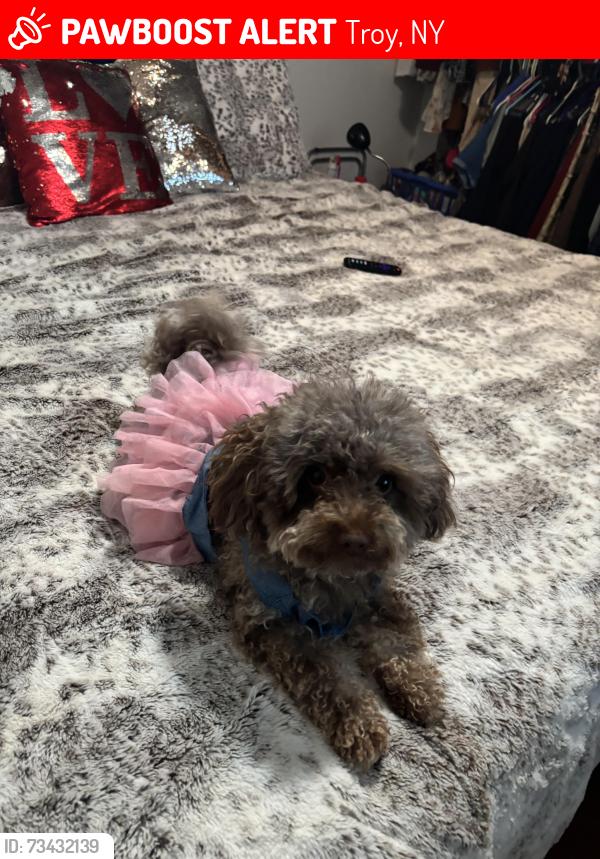 Lost Female Dog last seen Eddie memorial, Troy, NY 12180