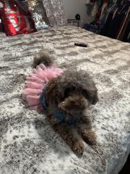 Lost Female Dog last seen Eddie memorial, Troy, NY 12180