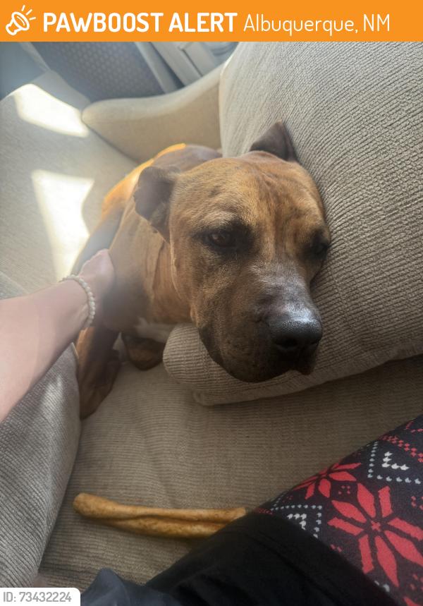 Found/Stray Unknown Dog last seen Under & Tower, Albuquerque, NM 87121