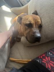 Found/Stray Unknown Dog last seen Under & Tower, Albuquerque, NM 87121