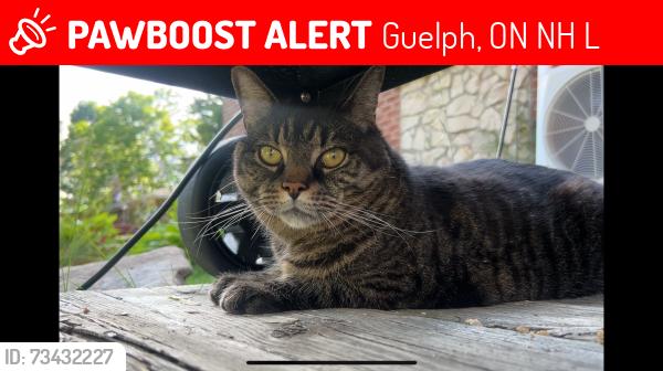 Lost Female Cat last seen College and Devere Dr., Guelph, ON N1H 8L8