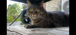 Lost Female Cat last seen College and Devere Dr., Guelph, ON N1H 8L8