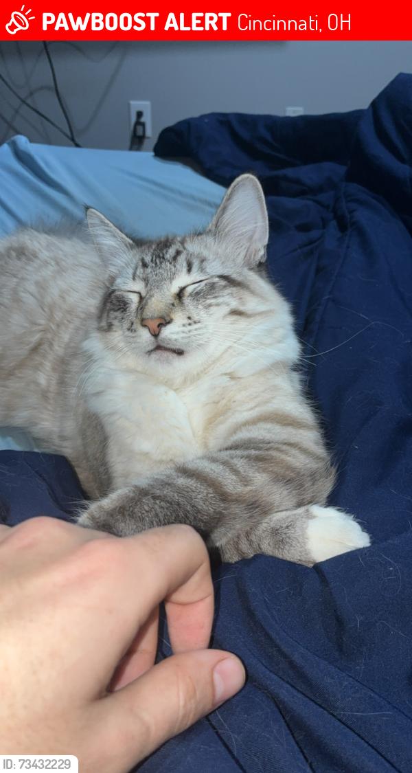Lost Male Cat last seen Overdale dr and Houston rd, Cincinnati, OH 45251