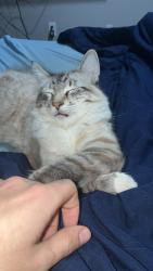 Lost Male Cat last seen Overdale dr and Houston rd, Cincinnati, OH 45251