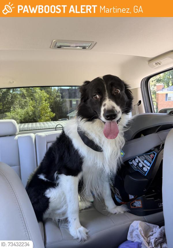 Found/Stray Male Dog last seen Mansfield place in Martinez GA, Martinez, GA 30907
