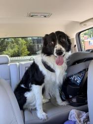 Found/Stray Male Dog last seen Mansfield place in Martinez GA, Martinez, GA 30907
