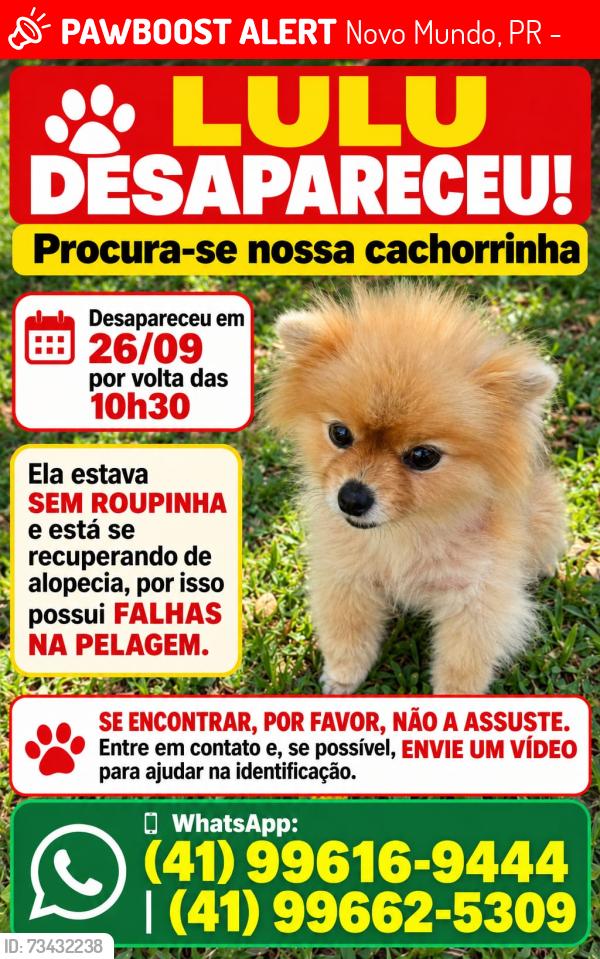 Lost Female Dog last seen Rua Clara polsin 168, Novo Mundo, PR 81020-310
