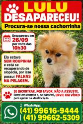 Lost Female Dog last seen Rua Clara polsin 168, Novo Mundo, PR 81020-310