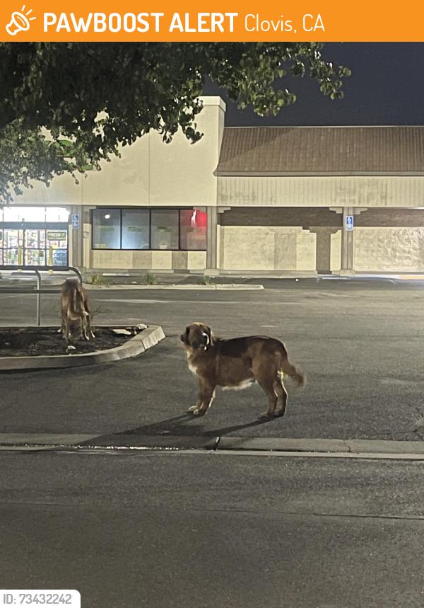 Found/Stray Unknown Dog last seen Bullard and Minniwawa, Clovis, CA 93612