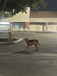 Found/Stray Unknown Dog last seen Bullard and Minniwawa, Clovis, CA 93612