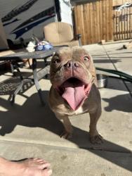 Found/Stray Male Dog last seen Hill Crest & High Crest, Victorville, CA 92395