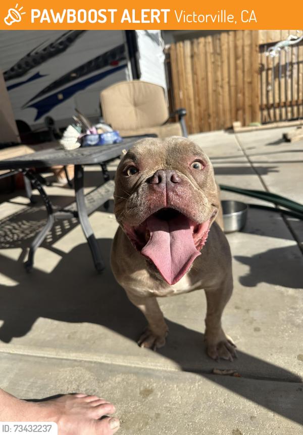 Found/Stray Male Dog last seen Hill Crest & High Crest, Victorville, CA 92395