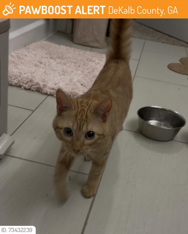 Found/Stray Female Cat last seen Clairmont Rd., DeKalb County, GA 30329