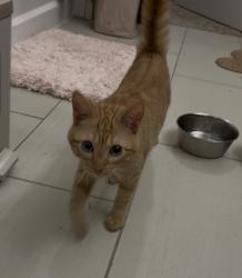 Found/Stray Female Cat last seen Clairmont Rd., DeKalb County, GA 30329