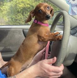 Reunited Female Dog last seen Carlisle court, College Station, TX 77845