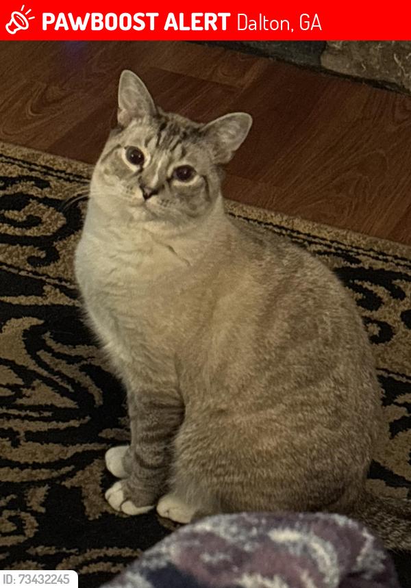 Lost Male Cat last seen King Storage, Dalton, GA 30720