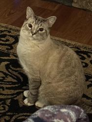 Lost Male Cat last seen King Storage, Dalton, GA 30720