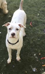 Reunited Female Dog last seen Market street, San Diego, CA 92102