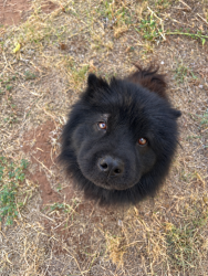 Lost Male Dog last seen Near and w county rd 138 near dollar general, Midland, TX 79706