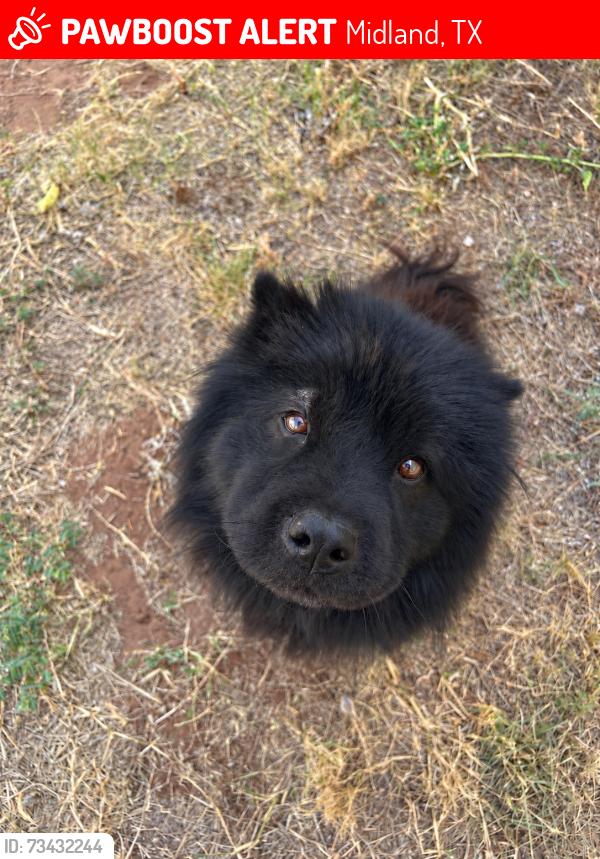 Lost Male Dog last seen Near and w county rd 138 near dollar general, Midland, TX 79706