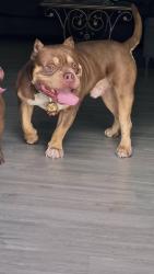 Reunited Male Dog last seen Highway 64 W., Shelbyville, TN 37160