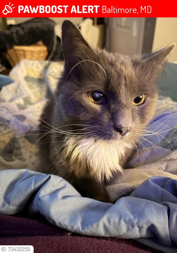 Lost Male Cat last seen Ashland Ave and N Patterson Park, Baltimore, MD 21205
