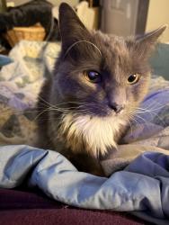 Lost Male Cat last seen Ashland Ave and N Patterson Park, Baltimore, MD 21205