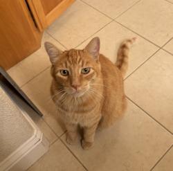 Lost Male Cat last seen Walnut Park between regatta court and Putah creek bike path, Davis, CA 95618