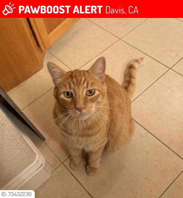 Lost Male Cat last seen Walnut Park between regatta court and Putah creek bike path, Davis, CA 95618