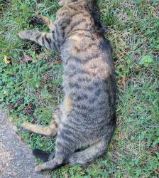 Found/Stray Unknown Cat last seen E iredell & n Maple st, Mooresville, NC 28115