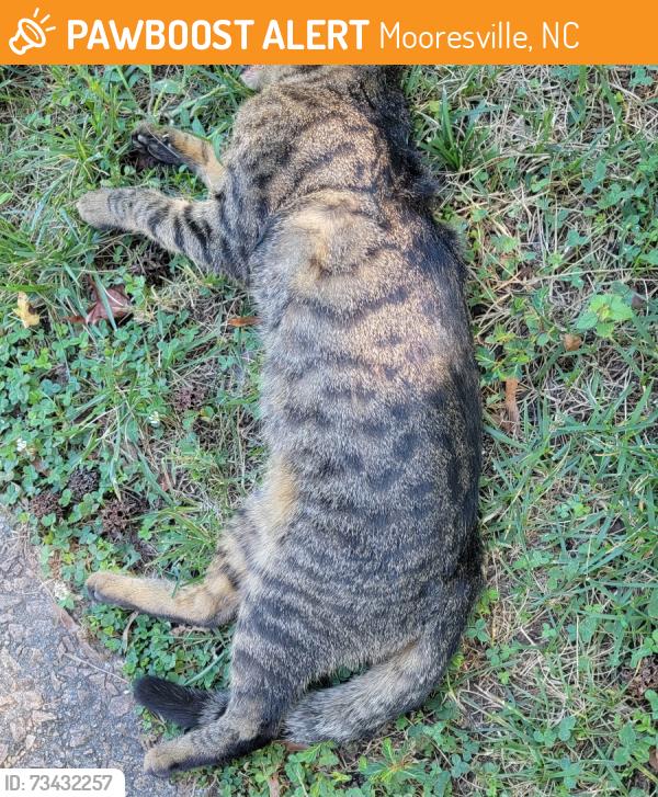 Found/Stray Unknown Cat last seen E iredell & n Maple st, Mooresville, NC 28115