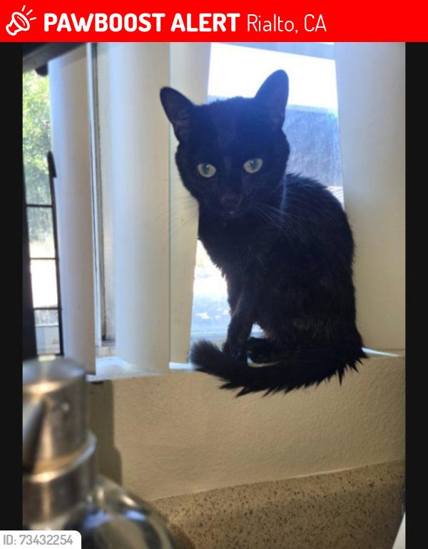 Lost Female Cat last seen South riverside ave, Rialto, CA 92376