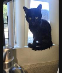 Lost Female Cat last seen South riverside ave, Rialto, CA 92376