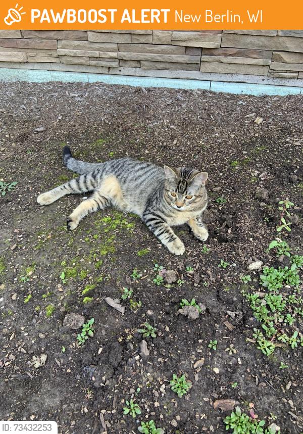 Found/Stray Unknown Cat last seen Wehr Rd and Cari Adam Rd New Berlin Wi, New Berlin, WI 53146
