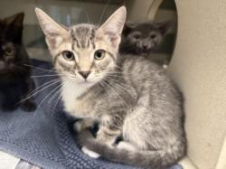 Shelter Stray Male Cat last seen , 14409 Vanowen St, Van Nuys, CA 91405, USA