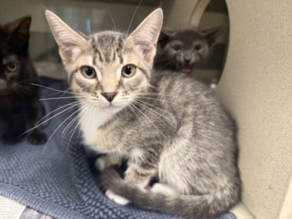 Shelter Stray Male Cat last seen , 14409 Vanowen St, Van Nuys, CA 91405, USA